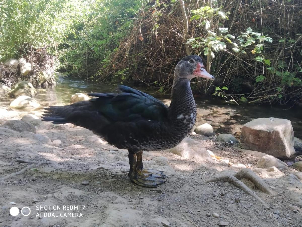 Alojamientos Sierra De Cadiz Benamahoma Luaran gambar