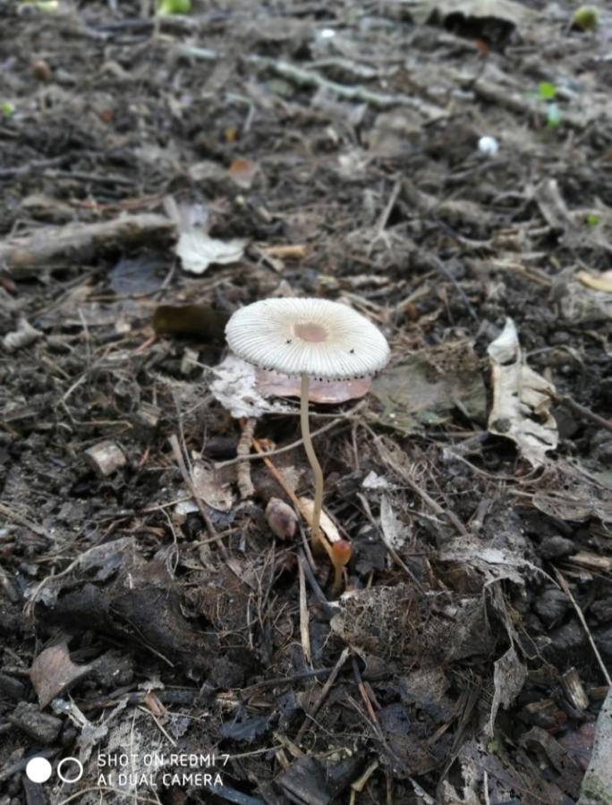 Alojamientos Sierra De Cadiz Benamahoma Luaran gambar