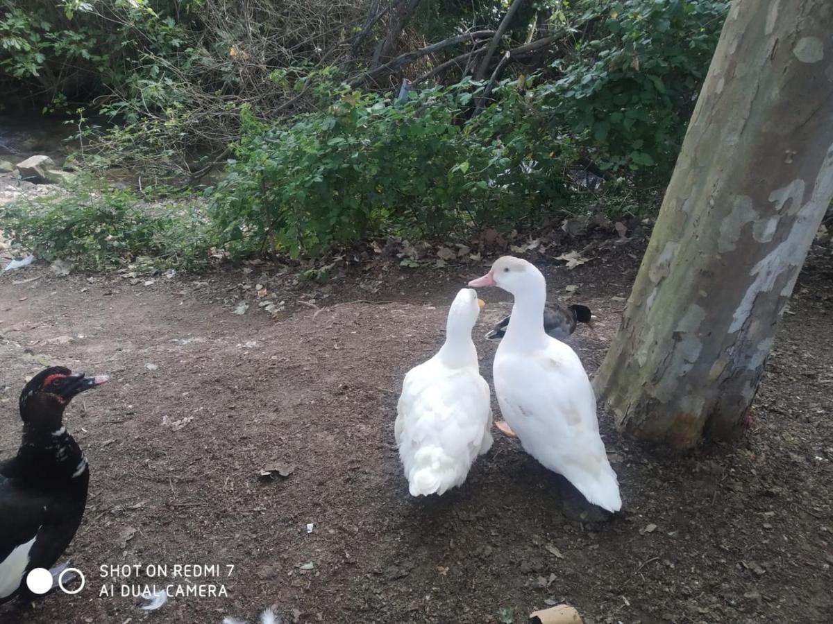 Alojamientos Sierra De Cadiz Benamahoma Luaran gambar